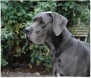 CafePress Blue Great Dane Head Throw Blanket Super Soft Fleece Plush Throw Blanket, 60"x50"