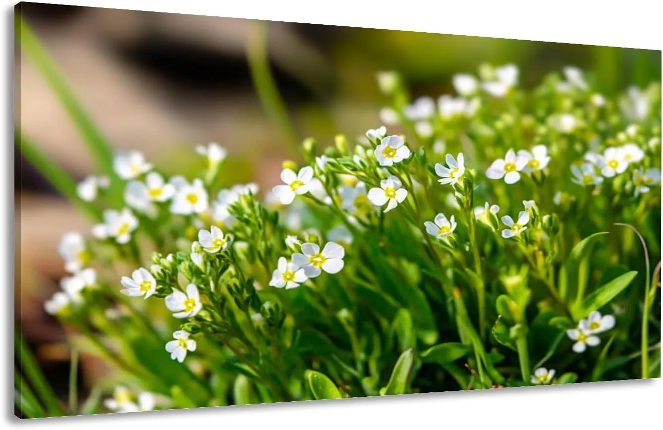 Canvas Wall Art Prints Beautiful white flowers Arabis close up Alpine rock cress Large Framed Wall Art Painting Artwork Poster Hanging Home Decor for Living Room Office Bathroom 30"x60"