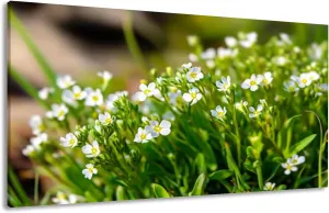 Canvas Wall Art Prints Beautiful white flowers Arabis close up Alpine rock cress Large Framed Wall Art Painting Artwork Poster Hanging Home Decor for Living Room Office Bathroom 30"x60"