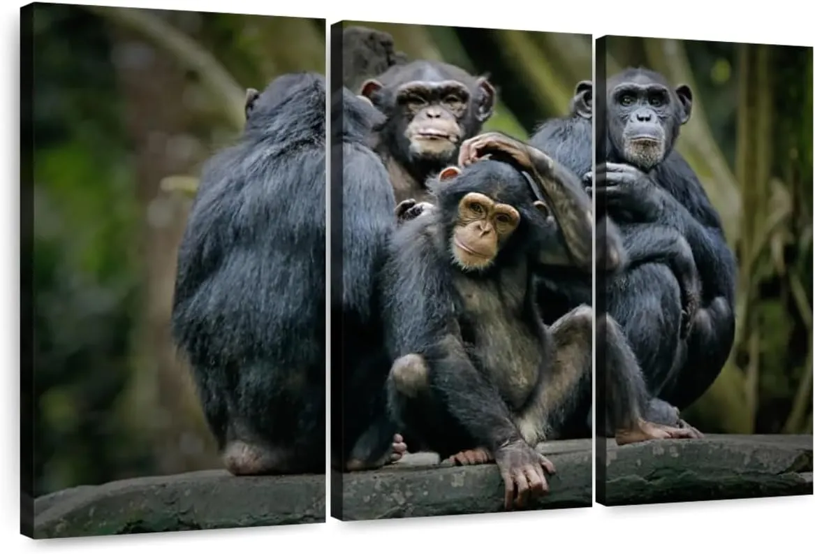 ElephantStock - Chimps And Bonobos Wall Art - Horizontal Multi Panel Canvas - 3 Piece Living Room Wall Decor - Photography Animal Multi Piece Wall Art - Black And Green Decor - 38" x 24"