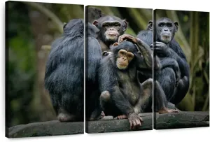 ElephantStock - Chimps And Bonobos Wall Art - Horizontal Multi Panel Canvas - 3 Piece Living Room Wall Decor - Photography Animal Multi Piece Wall Art - Black And Green Decor - 38" x 24"